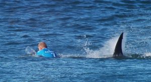 Mick Fanning attaccato da uno squalo | Foto Web